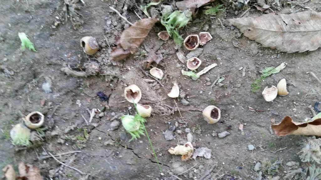Nocciole mangiate