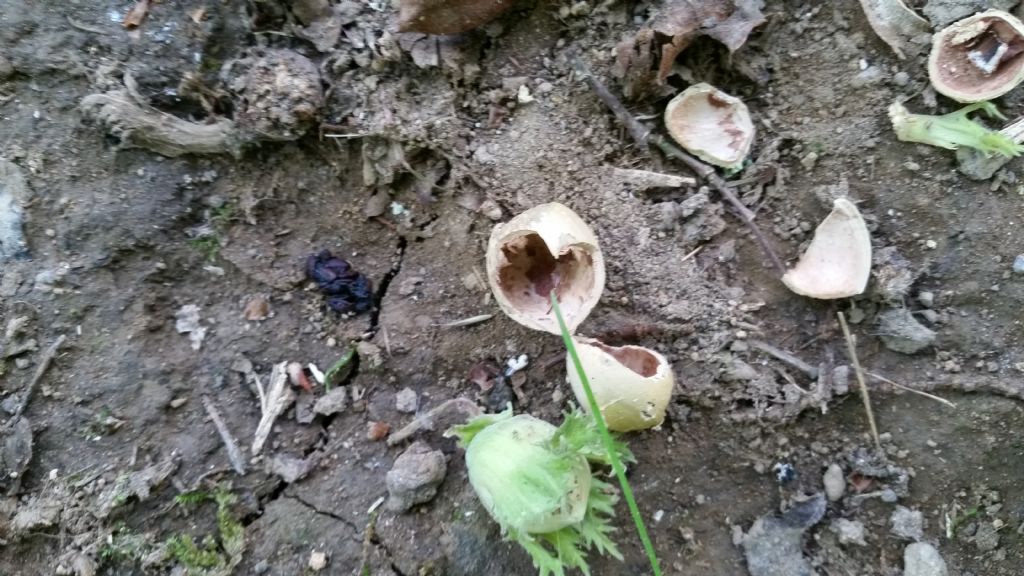 Nocciole mangiate
