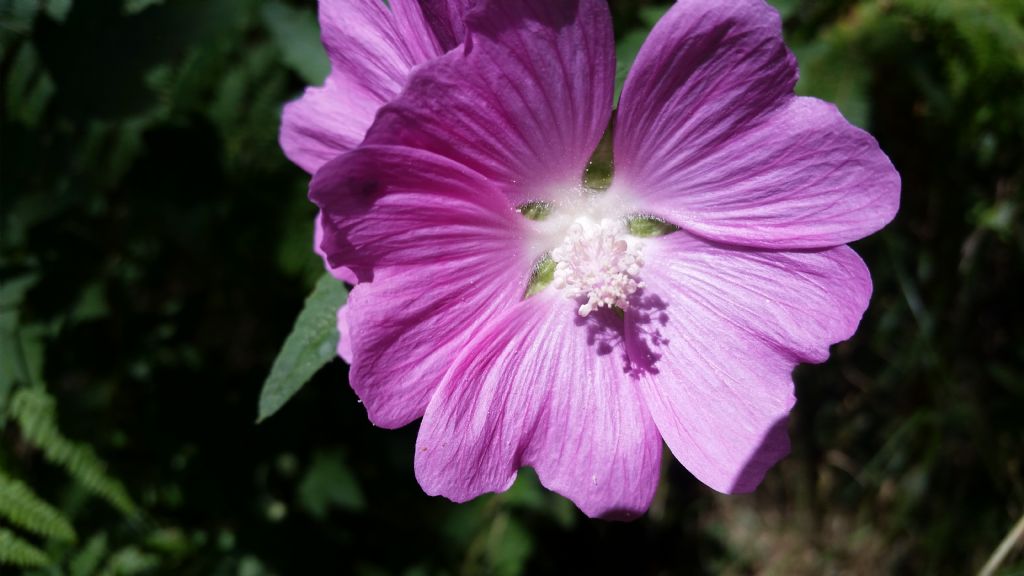 Malva