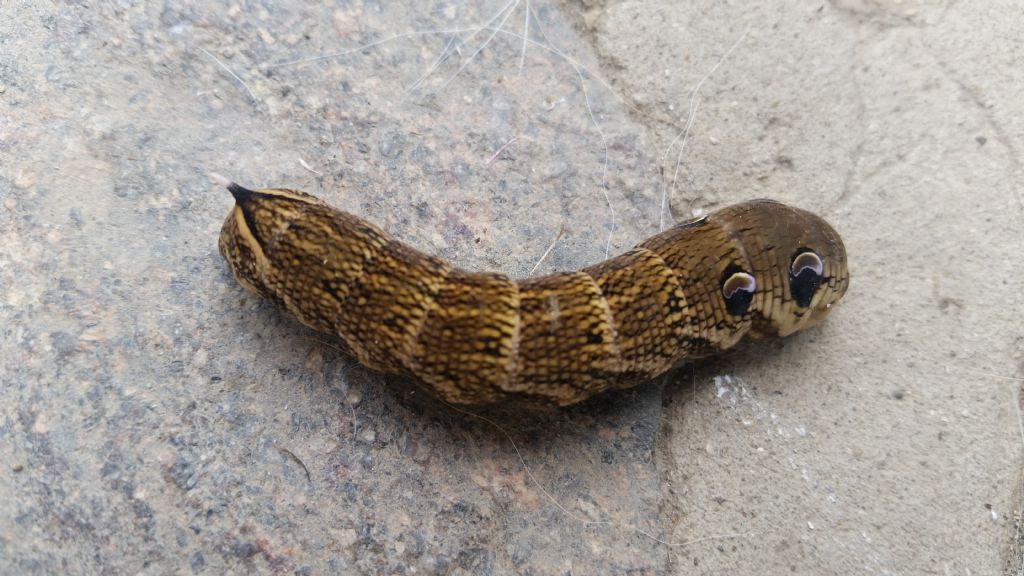Che cos''� - Deilephila elpenor, Sphingidae