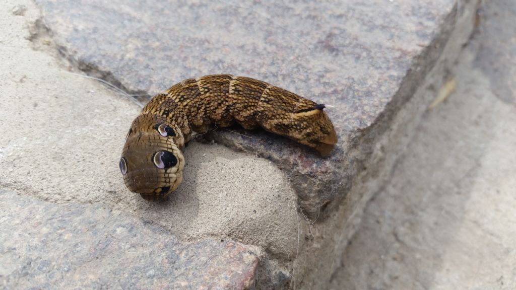 Che cos''� - Deilephila elpenor, Sphingidae