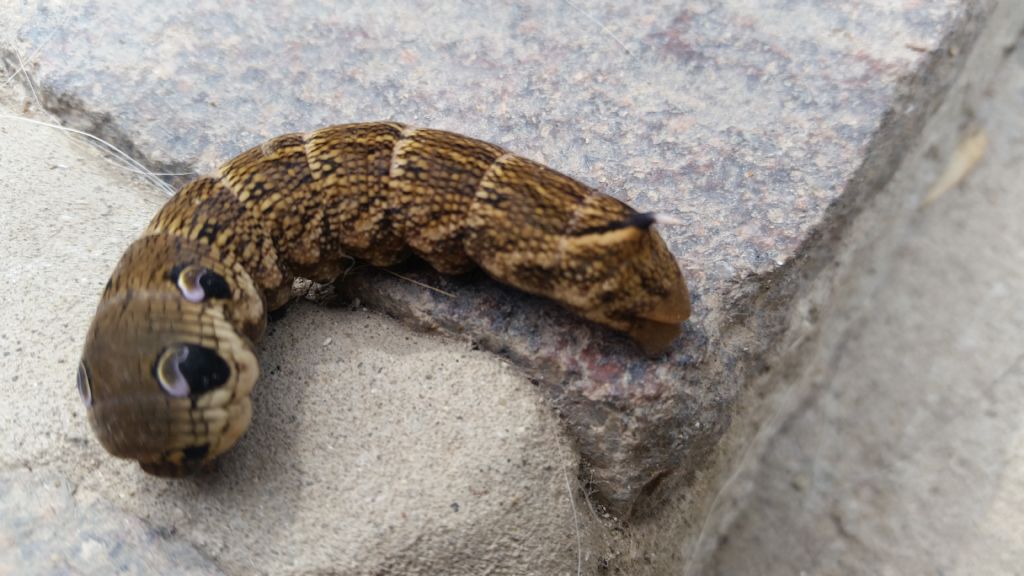Che cos''� - Deilephila elpenor, Sphingidae