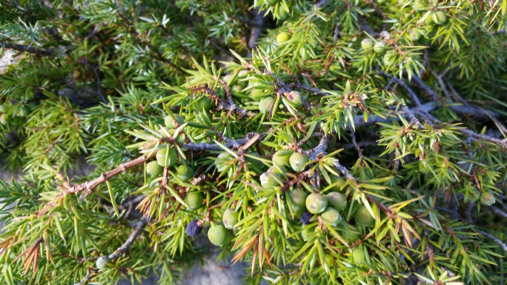 Juniperus communis / Ginepro comune