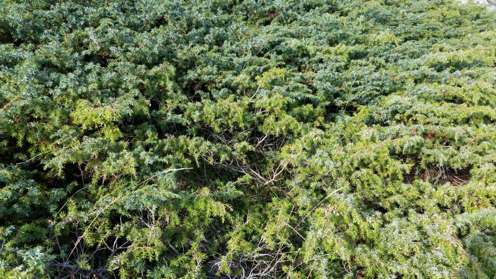 Juniperus communis / Ginepro comune
