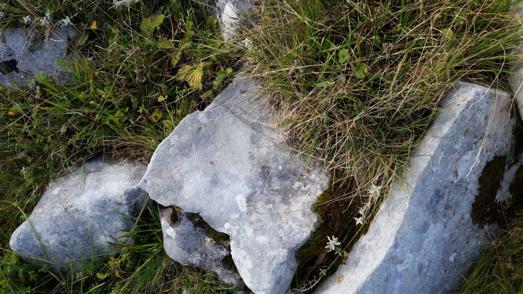 Patina grigia