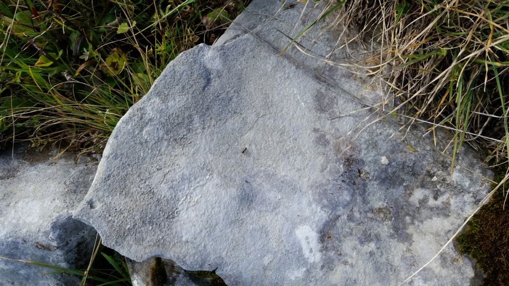 Patina grigia