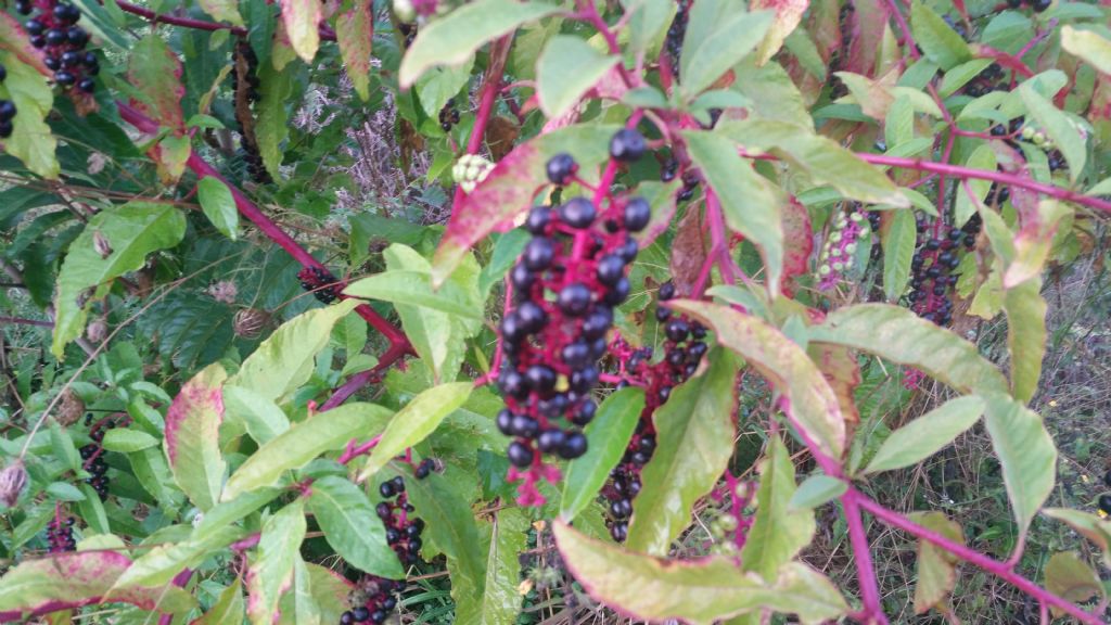 Phytolacca americana