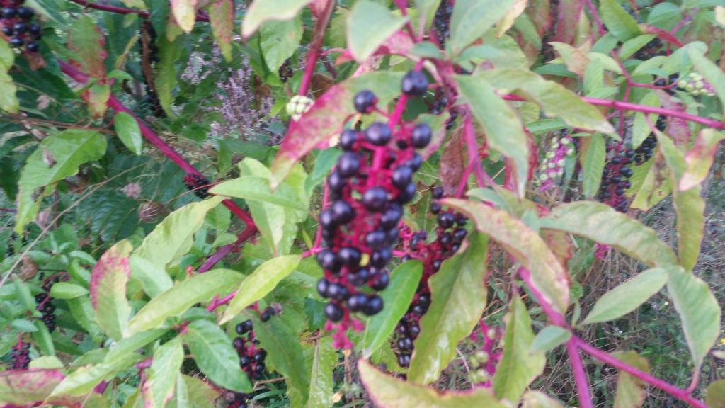 Phytolacca americana