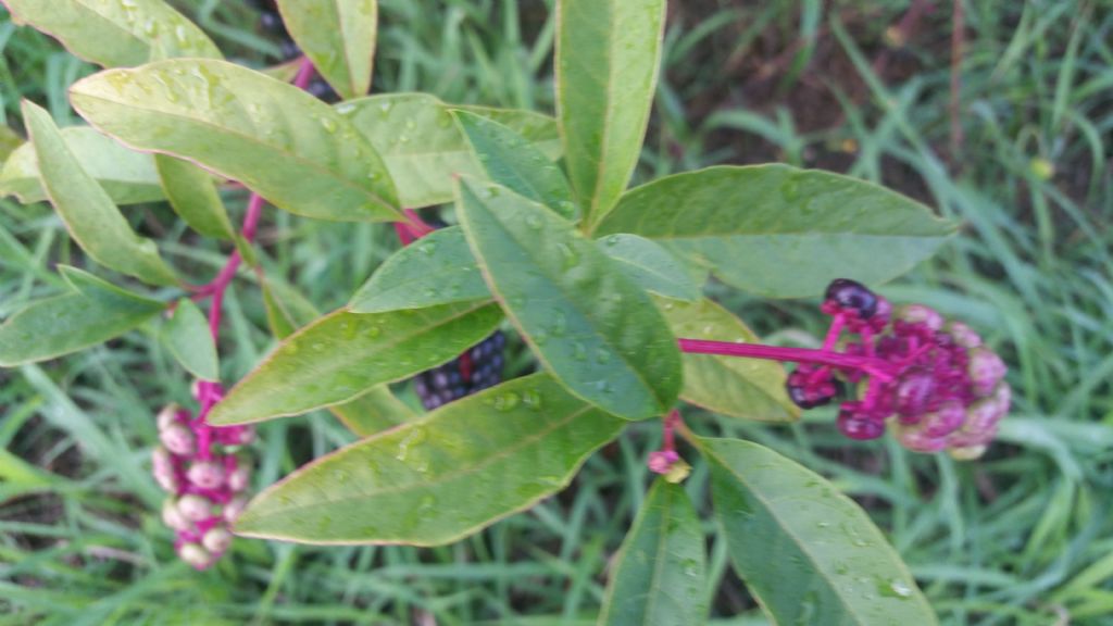 Phytolacca americana