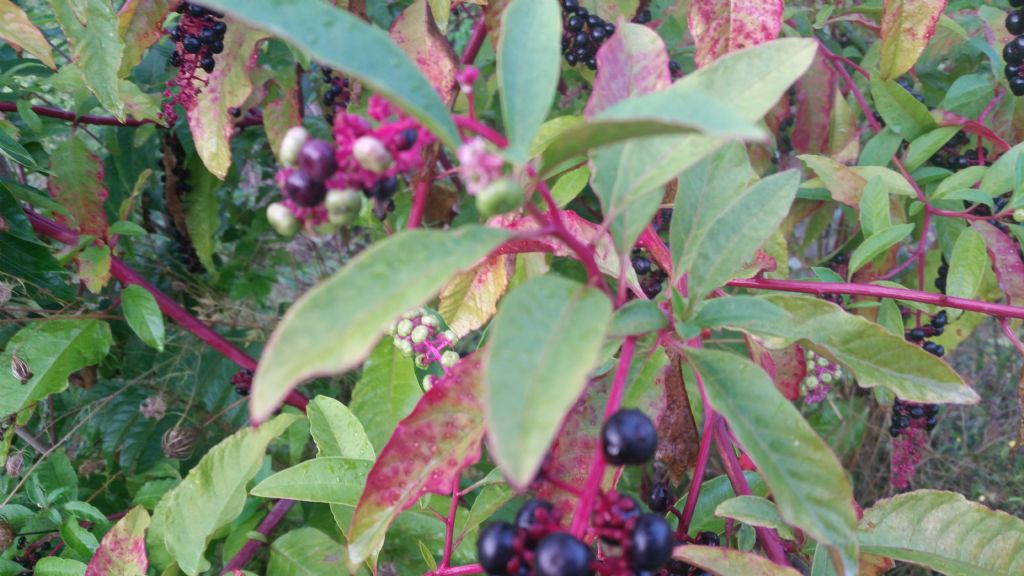 Phytolacca americana