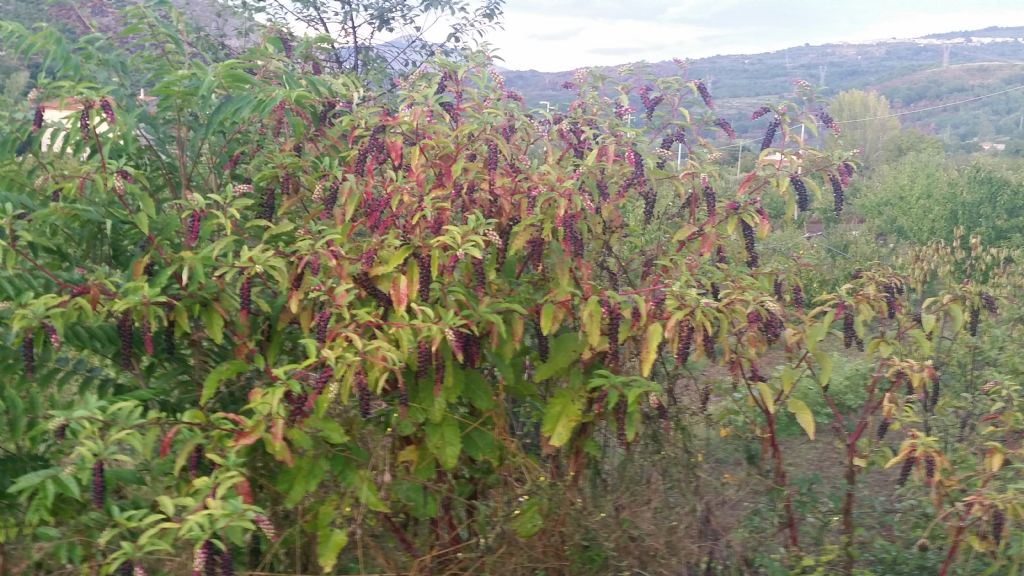 Phytolacca americana