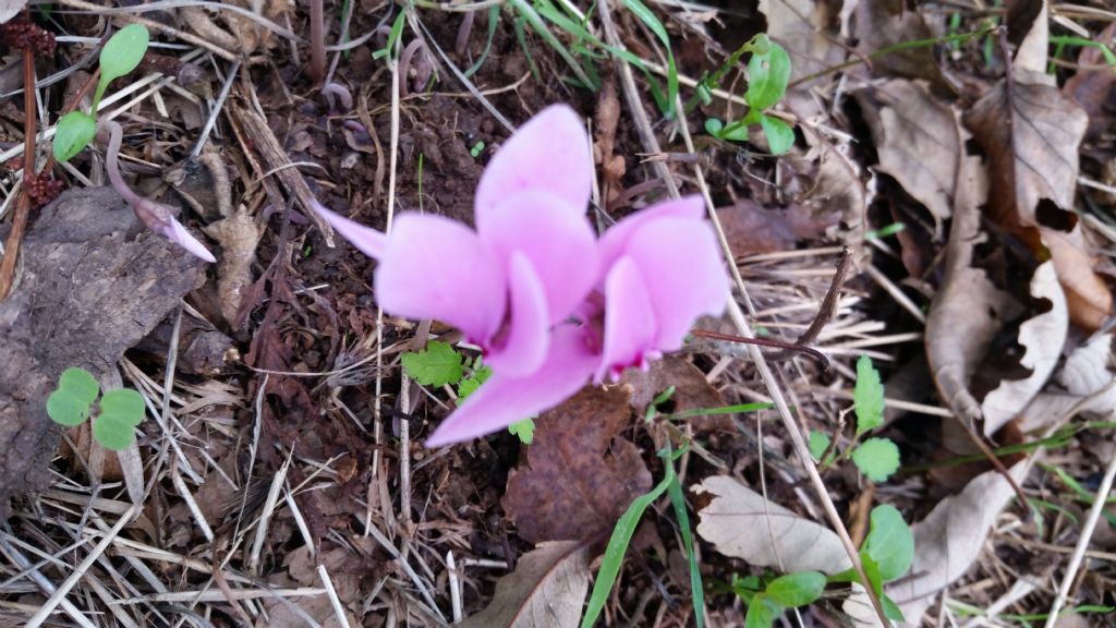 Cyclamen hederifolium