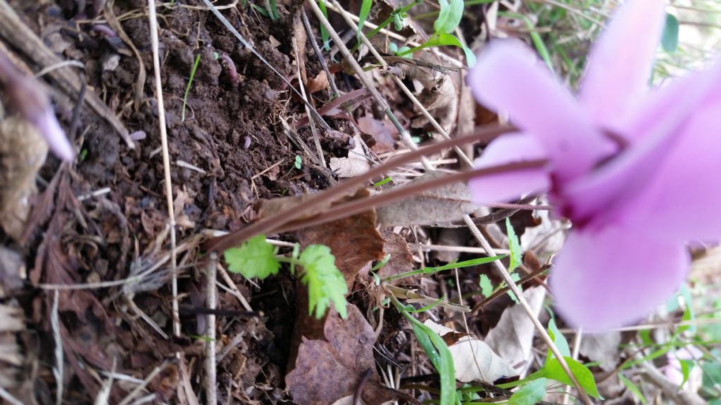 Cyclamen hederifolium