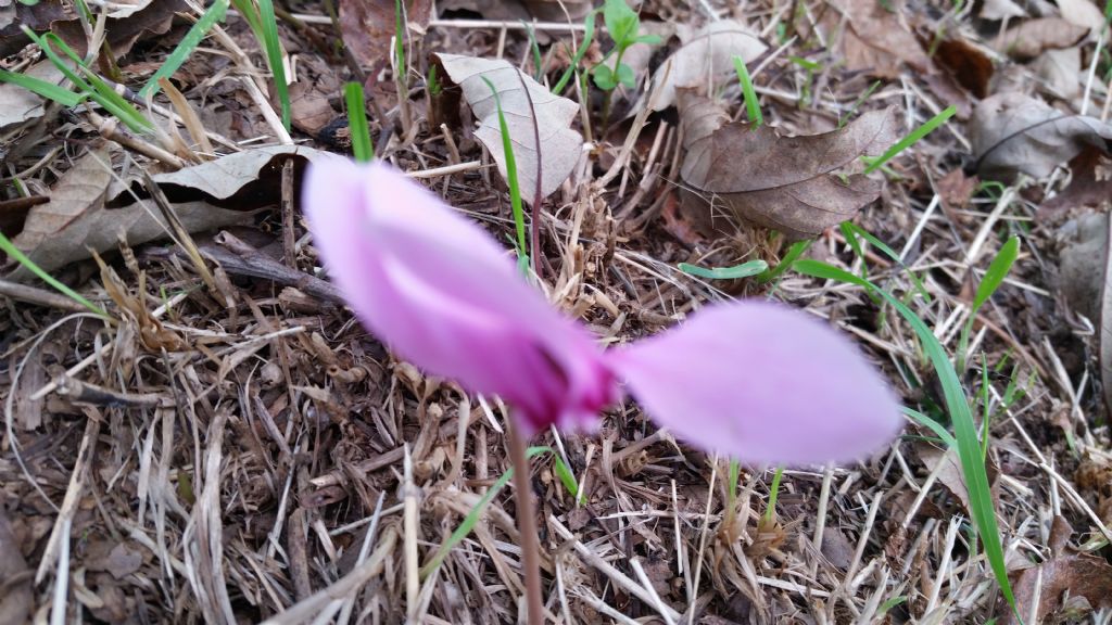 Cyclamen hederifolium