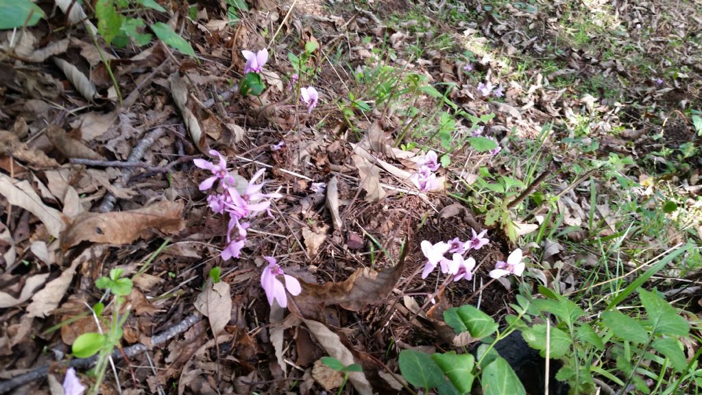 Cyclamen hederifolium