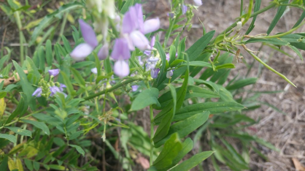 Galega officinalis