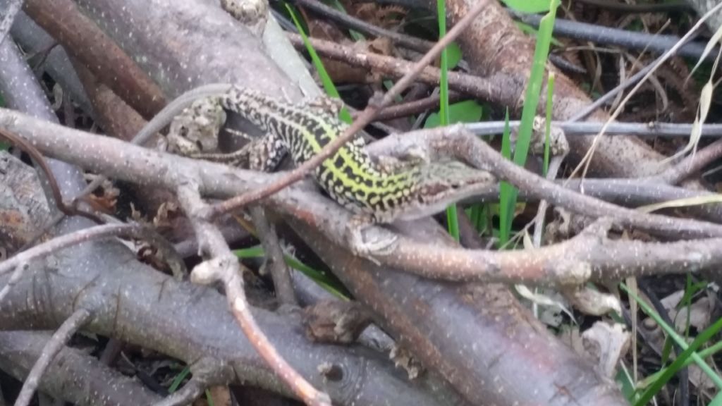 Che lucertola ?  Podarcis siculus