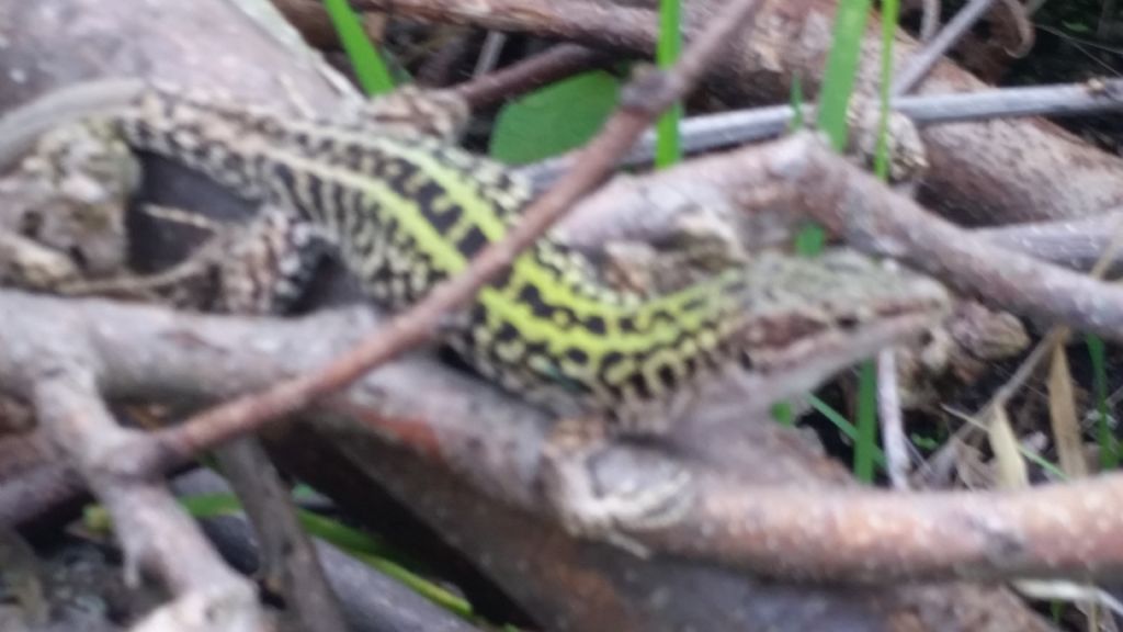 Che lucertola ?  Podarcis siculus