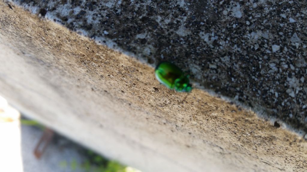 Chrysomelidae: cfr. Chrysolina sp.