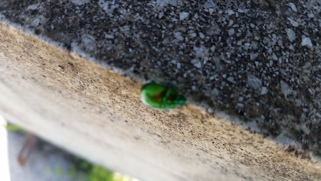 Chrysomelidae: cfr. Chrysolina sp.