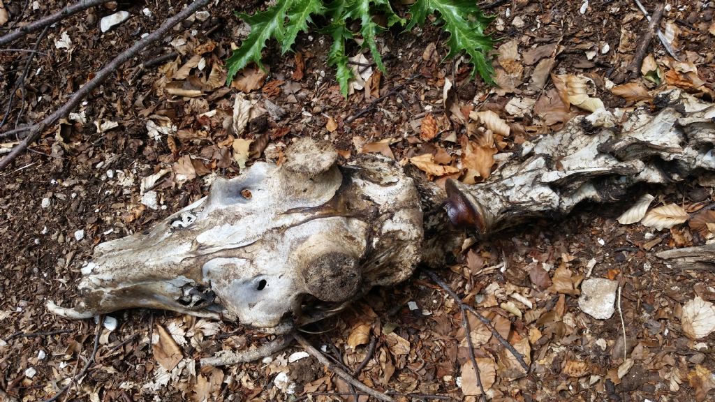 Che animale �?  Cervo (cervus elaphus) maschio