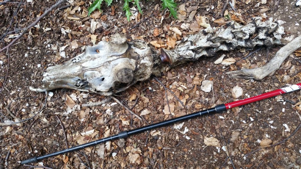 Che animale �?  Cervo (cervus elaphus) maschio