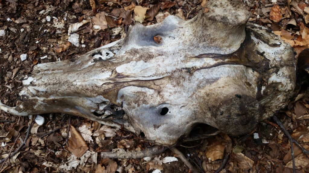 Che animale �?  Cervo (cervus elaphus) maschio