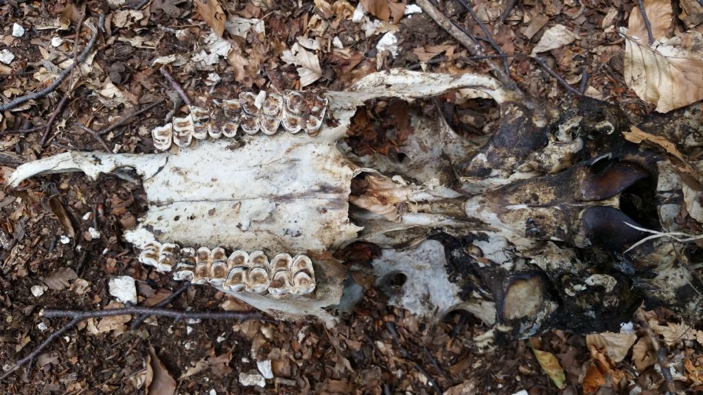 Che animale �?  Cervo (cervus elaphus) maschio