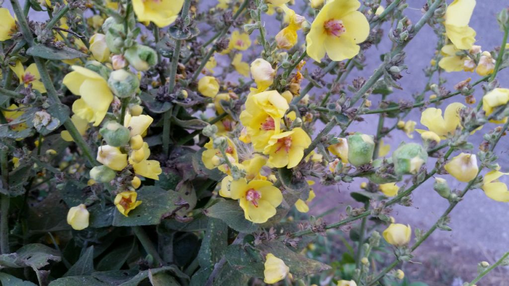 Verbascum pulverulentum