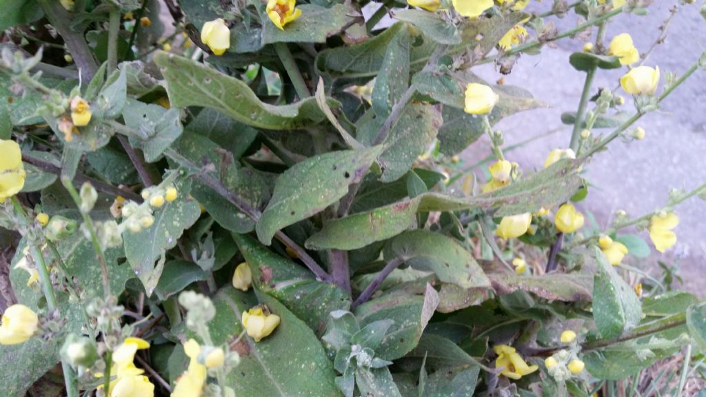 Verbascum pulverulentum