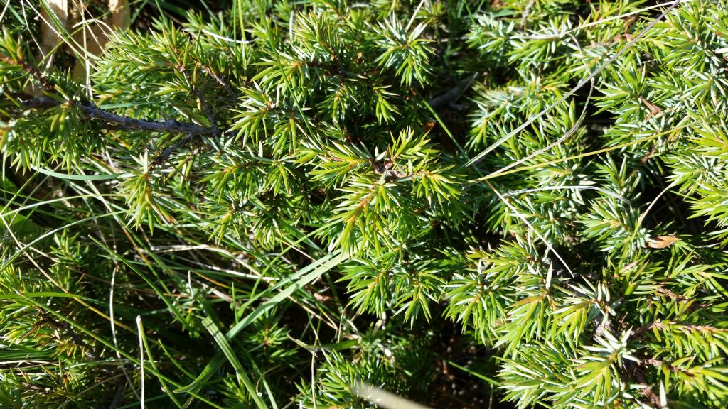 Juniperus communis