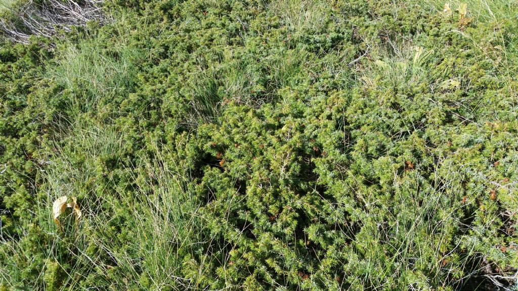 Juniperus communis