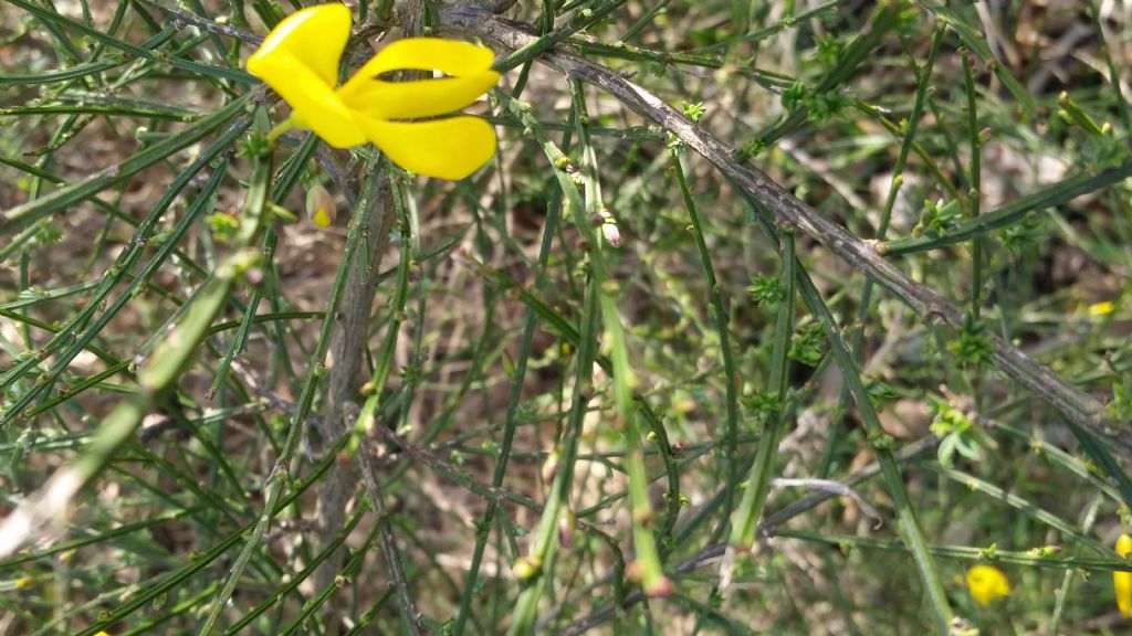 Che tipo di ginestra ? Cytisus scoparius