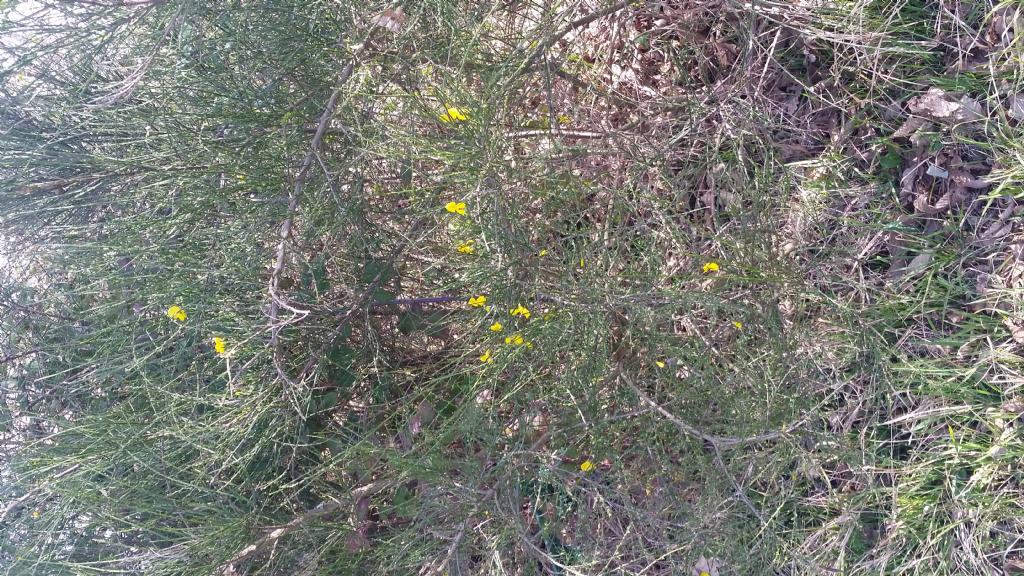 Che tipo di ginestra ? Cytisus scoparius
