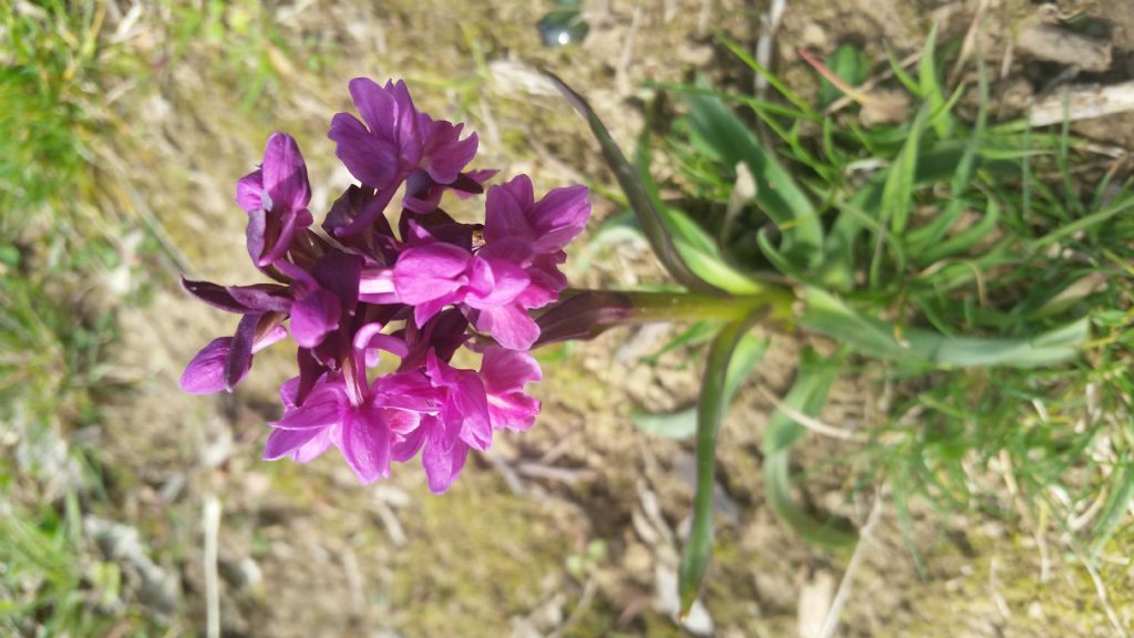 Dacrylorhiza romana