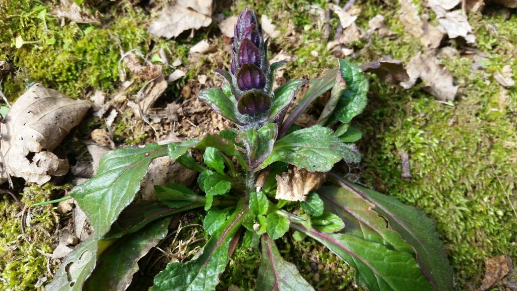 Ajuga sp.