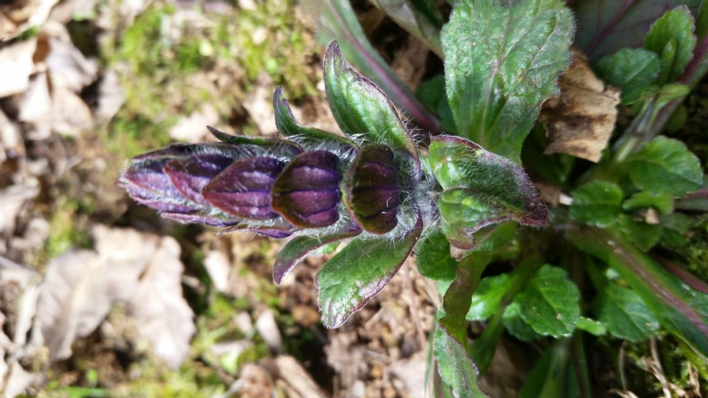 Ajuga sp.