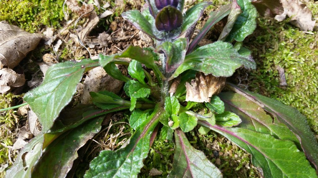 Ajuga sp.