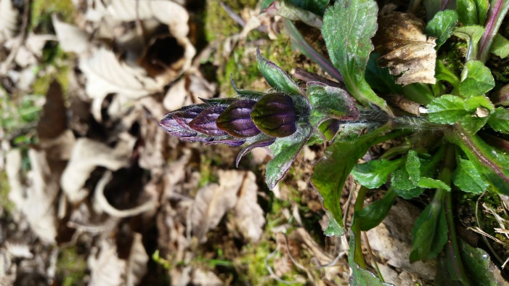 Ajuga sp.