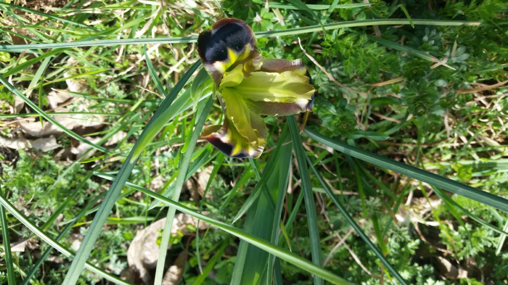 Iris tuberosa