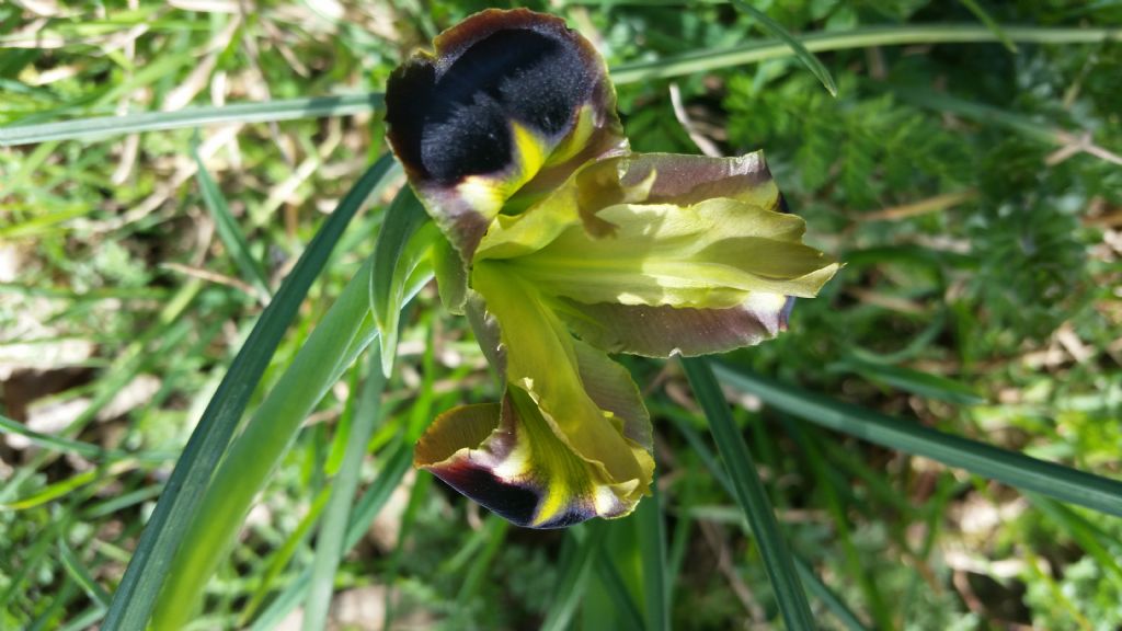 Iris tuberosa
