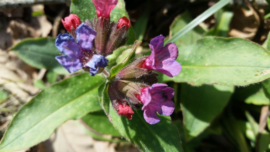 Pulmonaria cfr. officinalis