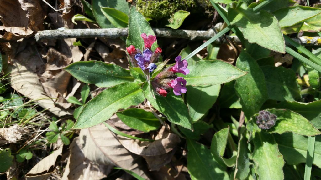 Pulmonaria cfr. officinalis