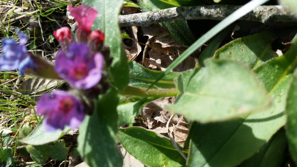 Pulmonaria cfr. officinalis