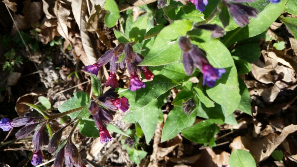 Pulmonaria cfr. officinalis