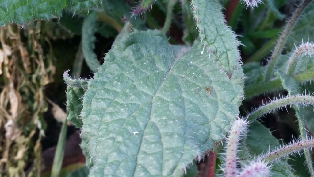 Borragine? S,  Borago officinalis