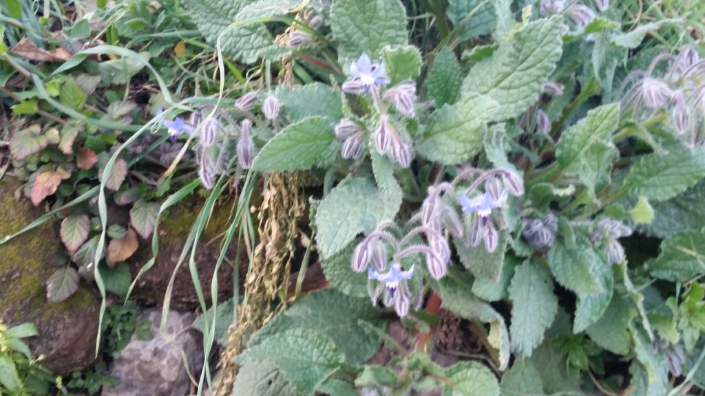 Borragine? S,  Borago officinalis