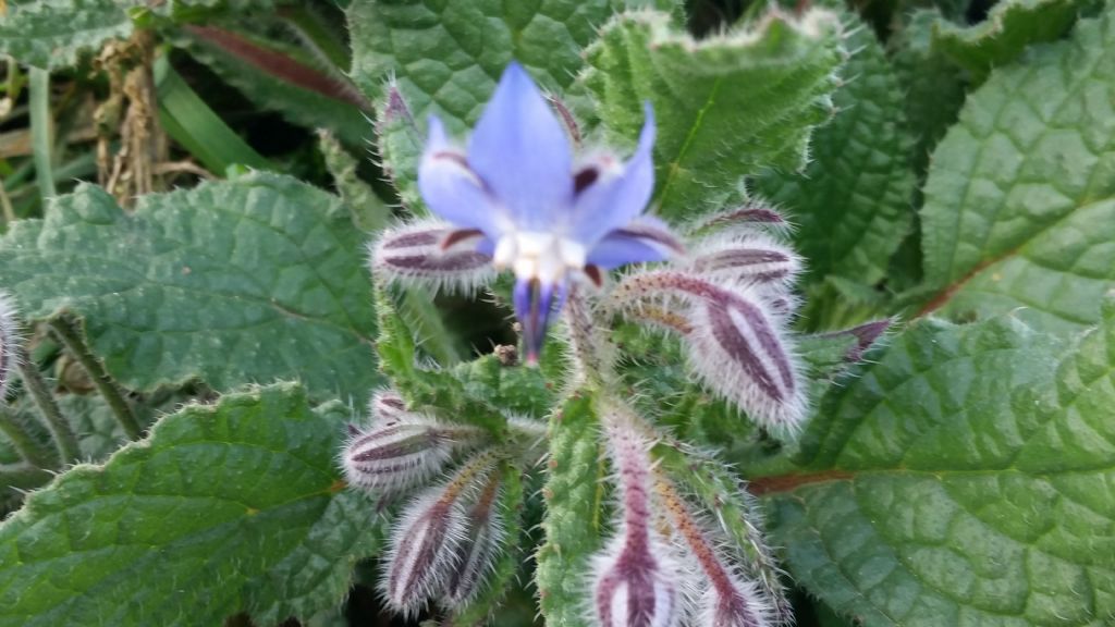 Borragine? S,  Borago officinalis