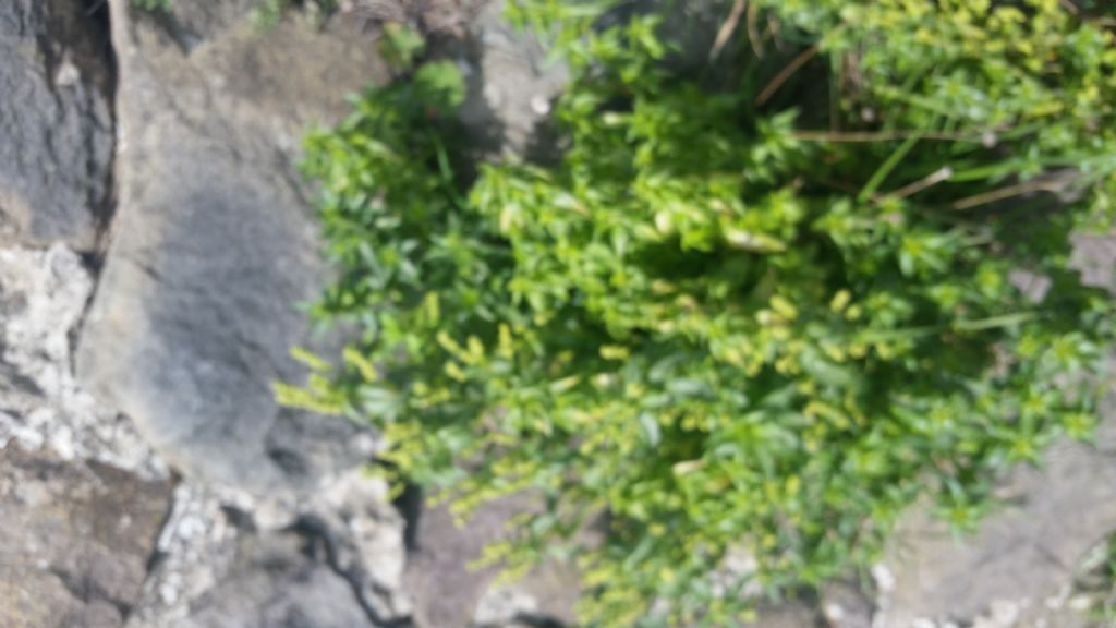 Che erba ?  Mercurialis annua  (Euphorbiaceae)