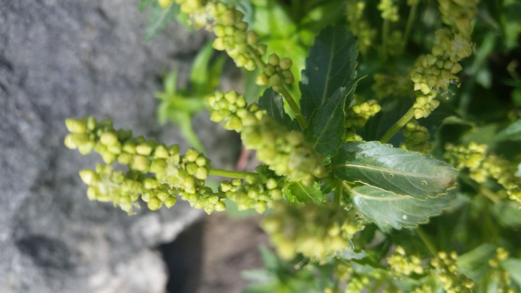 Che erba ?  Mercurialis annua  (Euphorbiaceae)